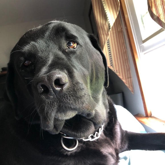 Hi, I’m Jamie, and these are our 5 fur-babies! - Picture 3 of 8